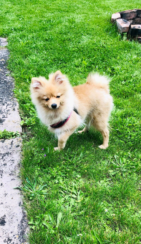 gumtree teddy bear puppies